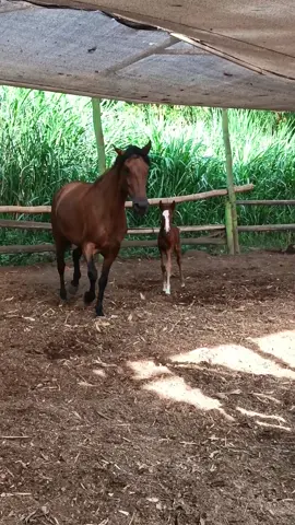 😍😍Cuando las yeguas protegen a sus potricos😍🐎🐴🤠#rockycueros #caballos #yeguasypotros #yeguas #caballistasdecorazon #amorporloscaballos 