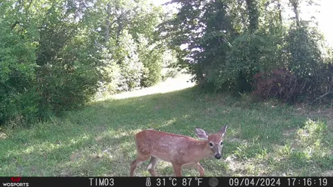 #deer #fawn #buck #indiana #hunting 