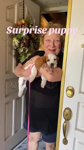 Mema was definitely suprised 🤍🤎  #bassethound #suprise #fyp #birthdaysurprise #bassethoundpuppy #grandma #mema 