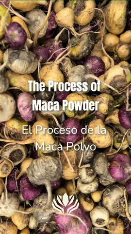 Descubre el proceso de nuestra Maca en Polvo ✨ 📦 Recepción: Nuestra maca viene de Junín, y es recibida en nuestra planta en Lurín, Lima, Perú. 💧 Lavado: Pasa por un proceso de lavado para asegurar la calidad final.  🔪 Cortado: Se obtiene la maca en cubos 🌬️Secado: Nuestra maca pasa por un secado a temperaturas controladas. 🔬 OSS (Organic Sterilization System): Aseguramos una carga microbiológica deseada. 💨 Molienda: Convierte la maca en nuestro polvo de alta calidad. 📦 Envasado: La maca en polvo es cuidadosamente empaquetada para que llegue a su destino final 🚢   Encuéntrala en cualquiera de nuestras diferentes presentaciones: maca raw, gelatinizada, OSS, y HP.   ¿Quieres conocer más sobre este producto y sus beneficios? 🤔   Escríbenos a sales@peruviannature.com para más información.   -   Discover the process of our Maca Powder ✨  📦 Reception: Our maca comes from Junin and is received at our plant in Lurin, Lima, Peru. 💧 Washing: It goes through a washing process to ensure its final quality. 🔪 Cutting: The maca is cut into cubes. 🌬️ Drying: Our maca is dried at controlled temperatures. 🔬 OSS (Organic Sterilization System): We ensure a low microbiological load. 💨 Grinding: The maca is converted into our high-quality powder. 📦 Packaging: The maca powder is carefully packaged to reach its final destination 🚢   Find it in any of our different presentations: raw, gelatinized, OSS, and HP maca.   Would you like to learn more about this product and its benefits? 🤔   Write to us at sales@peruviannature.com for more information. #superfoods #peru #amamosnuestrotrabajo #planta #envasado #teamwork #viral #fabrica #fypシ゚viral #fyppppppppppppppppppppppp #saludable #alimentossaludables #oficina #process #factory #manufacturing #comingsoon #wearereadyforyou  #viralvideo #viraltiktok #trendingvideo #planta #daywithme #fabricantes #exportadores #clientes #usa #europe #fabricasuperfoods 