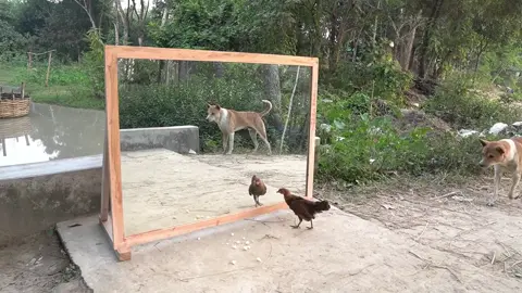#Angry dogs vs mirror reaction #_ Funny dogs fighting mirror# _ Amazing mirror# reactions on dog (1)@