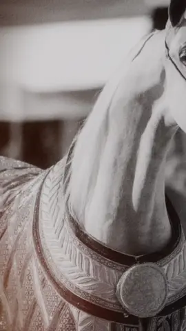 #💛🐴 