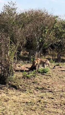 Another live kill From Nashipai and her cubs…This time a Wildbeest Calf.Enough for all of them.✅ #cheetah #catsoftiktok #wildlife ##adventure #nature #travel #rhino #natgeoyourshot #natgeowild #naturevibes #wildanimals #magicalkenya🇰🇪 #nairobinationalpark #safari #earth #maasaimara #animals #safari#safari 