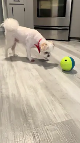 Day in the life, doggy style #dogsoftiktok #cutie 