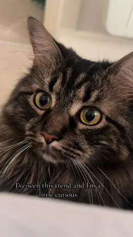 What Would It Be? 😺 #catsoftiktok #cats #pets #fyp #foryou 