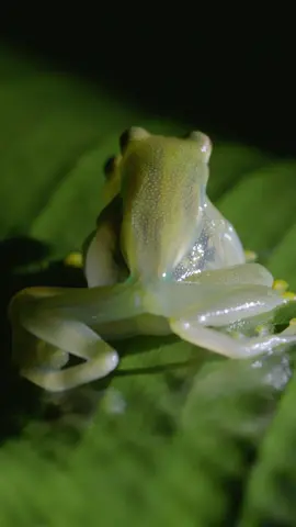 Male glass frogs are transparent in both skin and song 🎶 The mating success rate for these see-through serenaders depends on the depth of their croon... and it looks like this little guy may just be a winner! 🐸💐 🎥: #MexicoUntamed