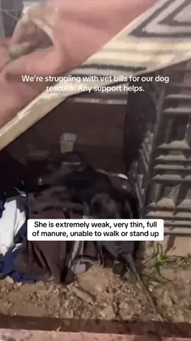 We are carrying out the rescue relying on the cooperation of each of you.  We beg for #HELP #AnimalRescue #animallovers #dog #dogs #doglovers #rescuedog #dogrescue #doglover #rescueismyfavoritebreed #secondchance #savealife