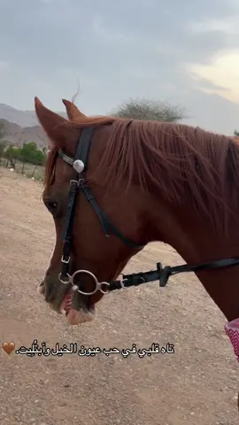 #خيل #ترند_خيل #خيل_وخياله🐎 #مزرعة #ترند_تيك_توك #ترند #اكسبلور #مزرعة #عبارات #خيل_تصميم 