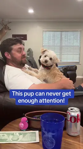 Needy little dog always needs some attention! He’s a good boy though! #dogsoftiktok #goodboy #doglove #attentionwhore 