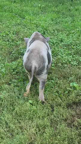 Walked outside and Pongo wasn't where he was supposed to be. He listens about as good as my kids some days 🤣🤣  #pig #petpig  #pets #pet #animals #farmanimals #farmpet #cutepets #piggy #oink #oinkoink #minipig 