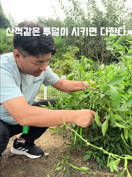 #추석 #시골길 # 체험 삶의 현장