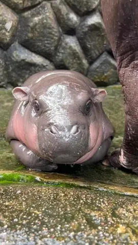 Meet Moo Deng, a two-month-old hippo who has become an international sensation with her rosy cheeks, panicked expressions, zero-damage bites and glowing skin. For the latest news, visit @sbsnews_au (link in bio)