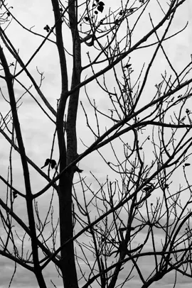 belajar melepaskan #hitamputih #fourtwnty #arilesmana #pohon #ranting #blackandwhitephotography 