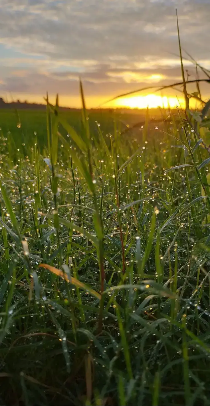 pedesaan dengan serpihan keindahan sawahnya 🌱 #morningview #morningvibes #sawah #pagi #ikan #foryoupageofficiall #mangrove 