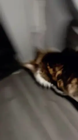 🤣🤣#funny #cat #fyp #catsoftiktok #fouryou #kitty 