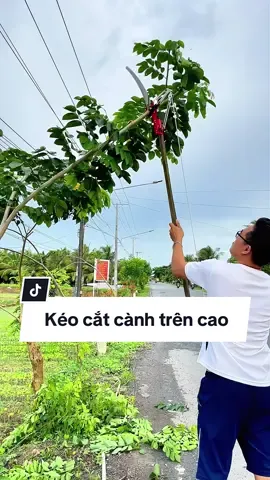 Bộ cưa và kéo cắt tỉa cành hái hoa quả trên cao, kéo cắt cành trên cao kèm cưa #keocattiacanhcay #keocatcanhcaycao #keohaihoaqua #keocatcanhcaytrencao 