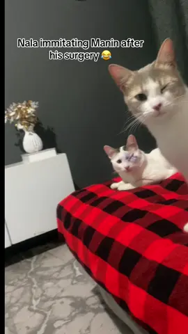 She's just a menace😂 Contact licensing@newsflare.com to license #tr #trending #kenyantiktok #cat #catsoftiktok #catslovers #cute #kittensoftiktok #funny