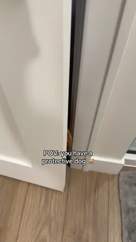 No door was harmed in the making of this video #sharpei #fyp #doggo #dogsofttiktok 