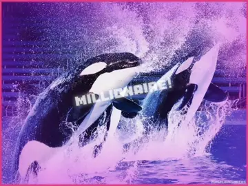 the swsa girls, takara, sakari, & kamea!💜#fyp #foryou #foryoupage #edit #orca #killerwhale #orcawhale #orcinusorca #iloveorcas #cetacean #whale #dolphin #orcashow #seaworld #seaworldsanantonio #orcaencounter #animal #animaledit #CapCut  [vids: cetaceanloverfootages (yt)] [pics: orcacowboy (ig), zoofootage (ig), echo_beluga (ig)]