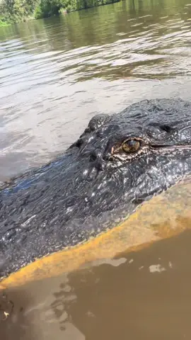 Crazy eyes my boy na sha #eyes #crazy #crazyeyes #black #gator #alligator #friendly #bayou #swamp #play #name #touch #foryoupage #foryou #fyp 