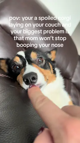 I cant help it, the snoot is too boop-able! #blep #corgioftiktok #tricolorcorgi #littledogs 