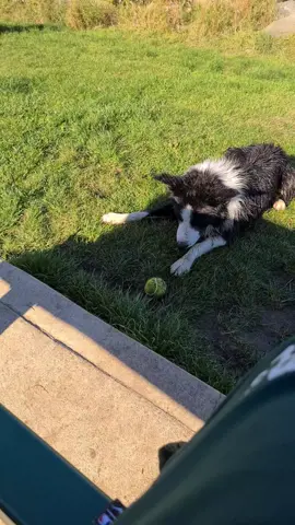 Milo learned a new word today 🤣 #milothecollie5 #push #DogTraining #dogsoftiktok 