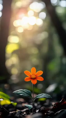 I found a flower #background #backgroundvideo #wallpaper #freevideo #wallpapervideo #livebackground #freewallpaper #flower 