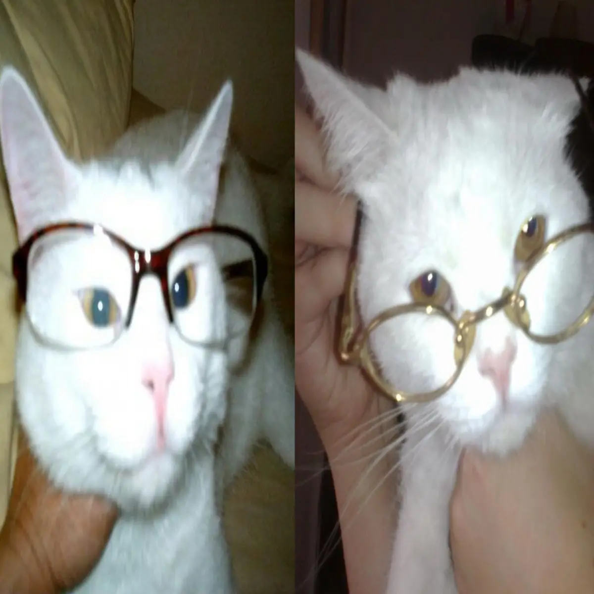 #cats #glasses #fyp #foryou #fypシ゚viral 