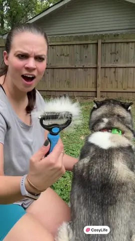 This grooming brush is unbelievable! It works wonders on my Husky’s thick coat and is super easy to clean. Your dog will thank you! 🐾 Grab yours now! 🛒 Thanks @Cosy Life #DogGrooming #HuskyApproved #PetGroomingTools #FurCare #DogLovers #PetEssentials #creatorsearchinsights 
