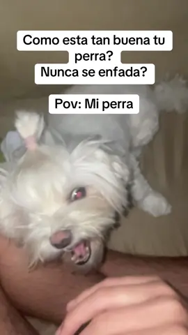 Mi perra es un pitbull.#parati #fyp #viral #tiktok #foryou #perros #kira #gracioso 