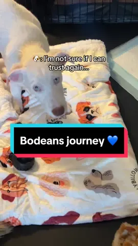 This is the beauty of fostering. It brings me immense joy to be just a small part of Bodeans life. Helping rehabilitate him warms my heart, fills my soul, and helps me feel connected to my community. We all need a little help sometimes, and im honored to help Bodean just be a dog. He deserves to be a happy, trusting, dog 🐶💙 #fosteringsaveslives #rescuedog 