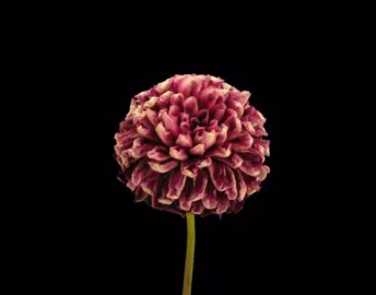 without the text | #real #fyp #foryou #fypage #viral #foryoupage #flowers #fypシ゚viral #fyppppppppppppppppppppppp #wilted #flores 