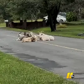 Goats in Rougemont wind up in the middle of the road after looking for a dry spot to relax following more than 24 hours of rainy weather.