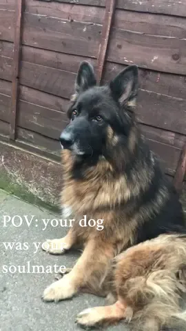 Gentle soul💕#Love #soulmate #TrueLove #pet #dog #gsd #germanshepherd #gsdoftiktok #cute #life #bestfriend #uk #england #rip #rainbowbridge #loss #restinpeace #dogs #fyp #foru #foryou #foryourpage #forupage   #fy #tiktok #dogsoftiktok 