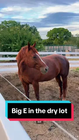Big E is NOT happy with me😅🐴 #broodmare #maresoftiktok #broodmaresoftiktok #pregnanthorse 
