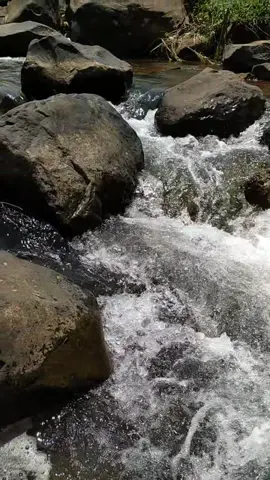 gemuruh suara air sungai yang masih asri 