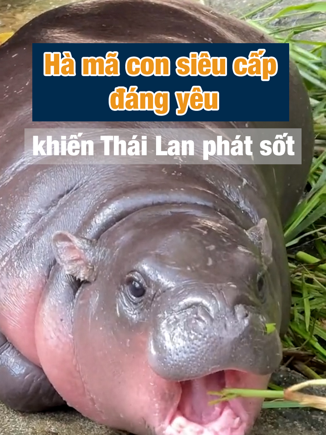 Bé hà mã con siêu cấp đáng yêu ở Thái Lan #thailan #nongmoodeng #babyhippo #khampha