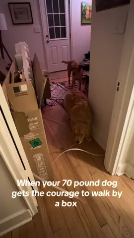 Raise your hand if you also raised a scaredy cat dog #dog #goldenretriever #labadorretriever 