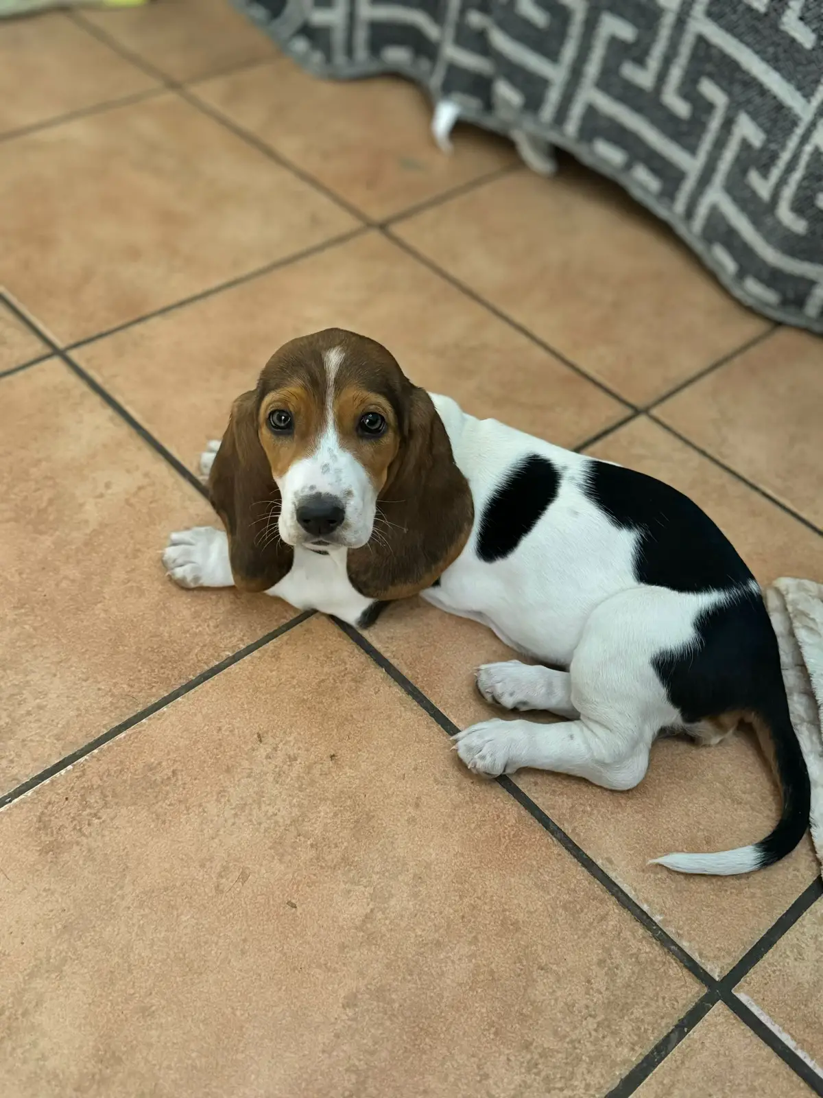 #BassetHound #basset #bassethoundsoftiktok #bassethoundpuppy #dogsoftiktok #dogpack #bassethoundpuppyoftiktok 