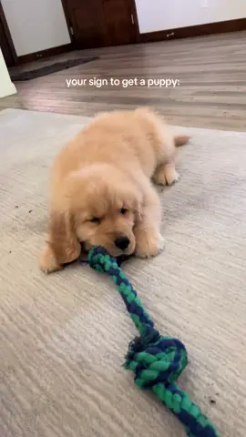 your sign!!!!  #goldenretriever #goldenretrieverpuppy #goldenretrieversoftiktok #puppylove #sleepypuppy #happydog #goldenretrieverlife #goldensoftiktok #goldenpuppy 