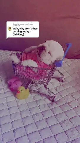Replying to @yowan capybara why did you say that… 😔 #fyp #cute #dog #frenchbulldog #motivation #relatable 