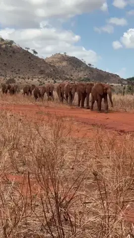 Slow and steady wins the race… to a just topped up water trough! Elephants have walked this earth for millennia. These giants have a deep wisdom that’s difficult to fathom, but one thing is clear, they know the importance of conserving energy when it’s hot and dry. As Tsavo moves deep into the dry season, the rescued orphan elephants at our Voi Reintegration Unit know there’s no need to race to the water trough. Whilst water is a precious resource at this time of year, our Water for Wildlife program ensures there is a supply available to the orphans – and wild visitors of all species – at each of our units.   That’s not all, we have drilled boreholes throughout the ecosystem, powered by solar or wind, they pump water into specifically made troughs – with overflows to create mud wallows. From birds to buffaloes to mighty tuskers, all are welcome to take their fill.   These water points fulfil another purpose too; human-wildlife conflict mitigation. As food and water become scarcer, animals look beyond the borders of protected areas into neighbouring community lands, where they might find food (in the form of crops!) and water tanks. These incursions can have devasting consequences for people and wildlife! The provision of water within Tsavo helps encourage elephants and other species to stay in this protected area.   Learn more about our projects at: sheldrickwildlifetrust.org/projects   #elephants #sheldricktrust #water #kenya #tsavo #swt #sheldrickwildlifetrust #endangeredspecies #animals #wildlife #coexistence #slowandsteady #walk