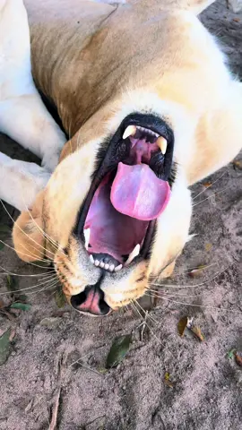 Lioness love 💕 Sarabi, Sahara & Vati #NOTpets #lion #lions #lioness #Love #bigcat #bigcats #cat #cats #boop #boops #boopboopboop #boopthesnoot #animal #animals #fl #florida #fyp 