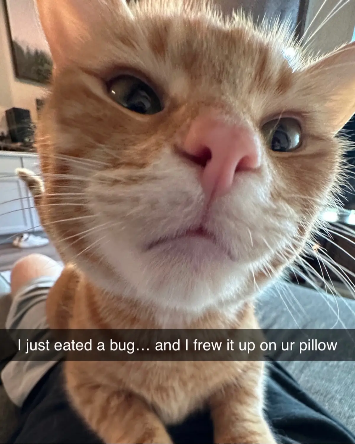 😹 #catsoftiktok #catmeme #orangecat #catdad #catslovers 