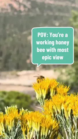 A work of art 🐝  #fyp #travel #nature #brycecanyonnationalpark #brycecanyon #views #honeybee 