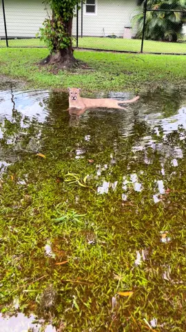Did you know that panthers are known to be good swimmers?! They have been caught crossing wide bodies of water to frequently move between wetlands and dry lands. This is where they get their nickname “swamp kitty” #fy #fyp #fyppppppppppppppppppppppp #floridapanther #panther #swimmingcat #swampkitty 