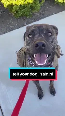 twelve out of ten dogtors agree: our 'tell your dog i said hi' sticker will make your day instantly better. get yours now in tiktok shop! #weratedogs