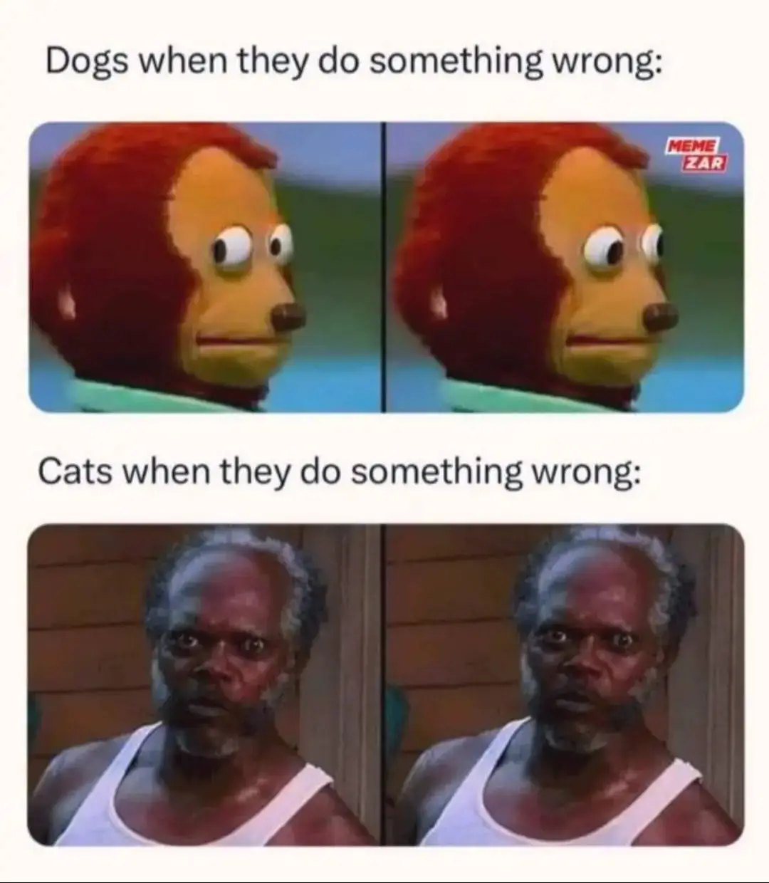 #cats #dogs #funny #meme #fyp