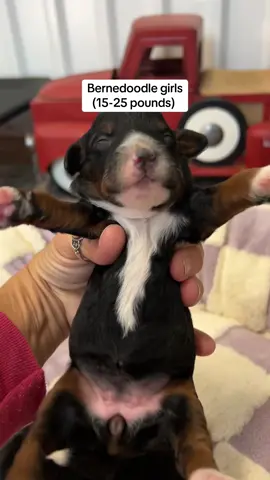 These #traditionaltricolor #microbernedoodlepuppies are both girls. They are a week old and will mbe 15-25 pounds at maturity with curly coats. Www.Kbranchpuppies.Com #bernedoodlesoftiktok #doodlemom #kbranchdoodles #tinypuppy #socute #puppiesoftiktok #bernedoodle 