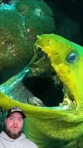 #duet NOW I’M EVEN MORE SCARED OF WHAT’S IN THE OCEAN - IG - richardsalesofficial #viral #xyzbca #FYP @Deep Blue Posts 